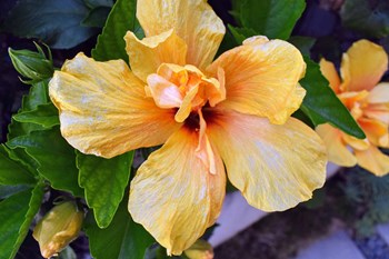 yellow flower